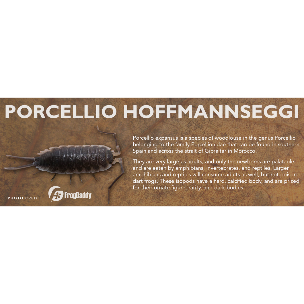 Porcellio hoffmannseggi - Isopod Label