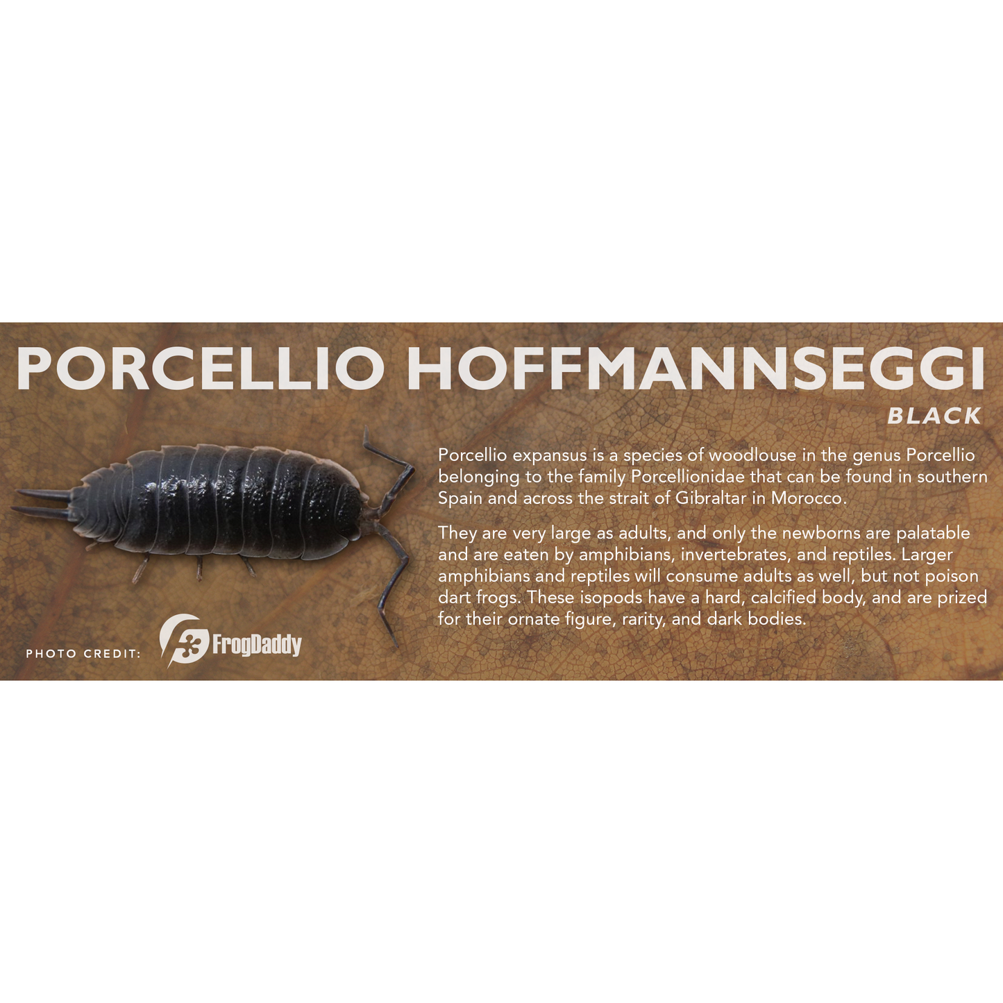 Porcellio hoffmannseggi - Isopod Label