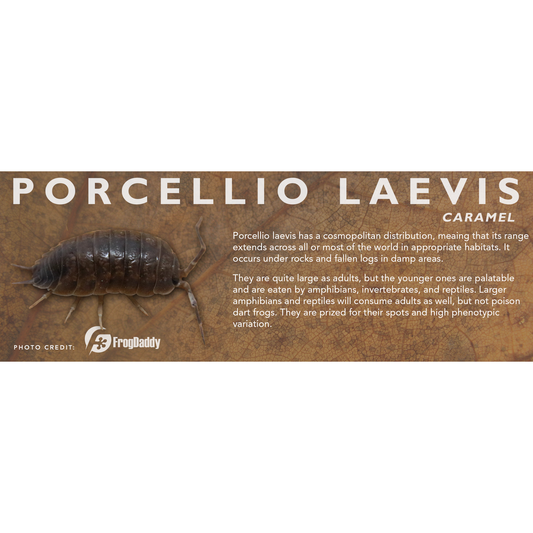 Porcellio laevis - Isopod Label