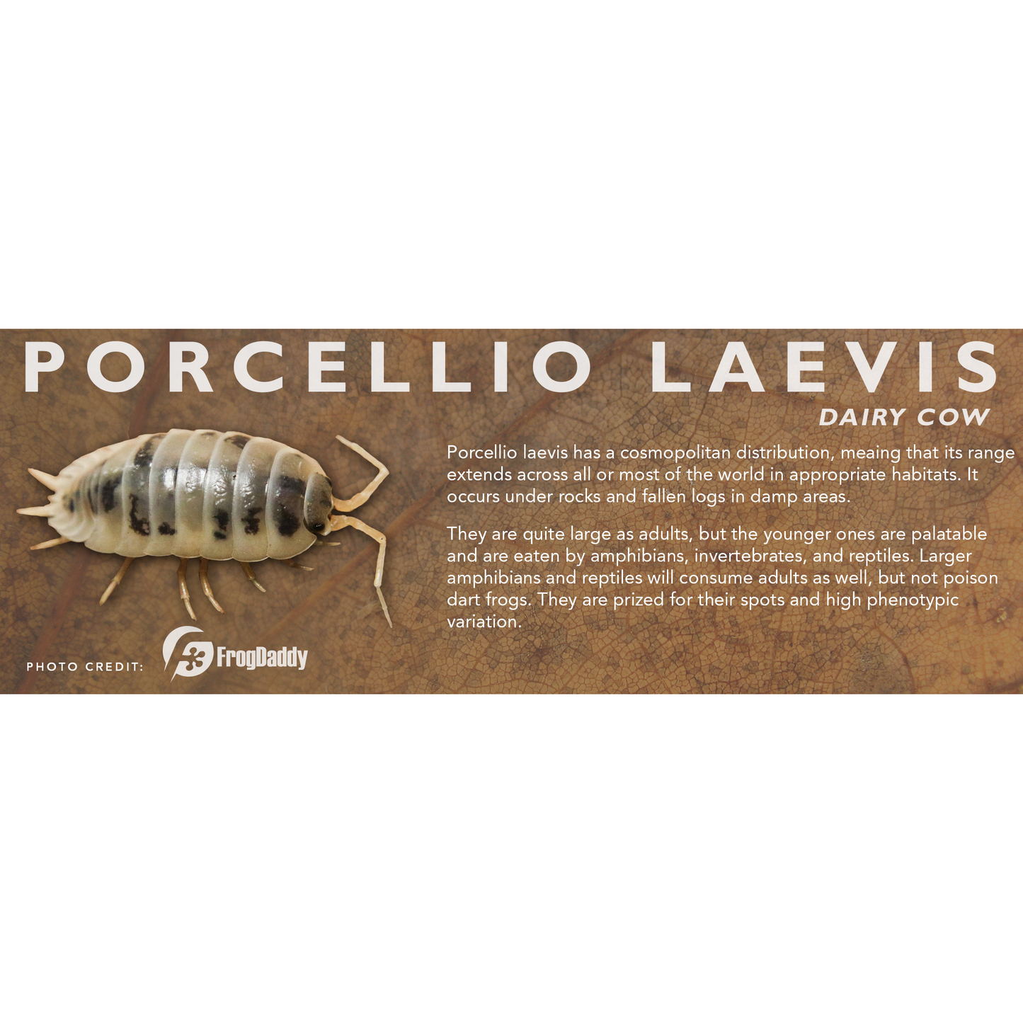 Porcellio laevis - Isopod Label