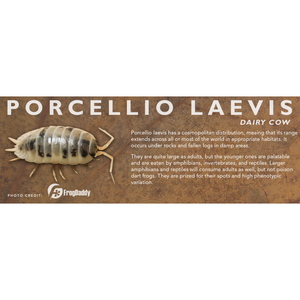 Porcellio laevis - Isopod Label