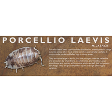 Load image into Gallery viewer, Porcellio laevis - Isopod Label
