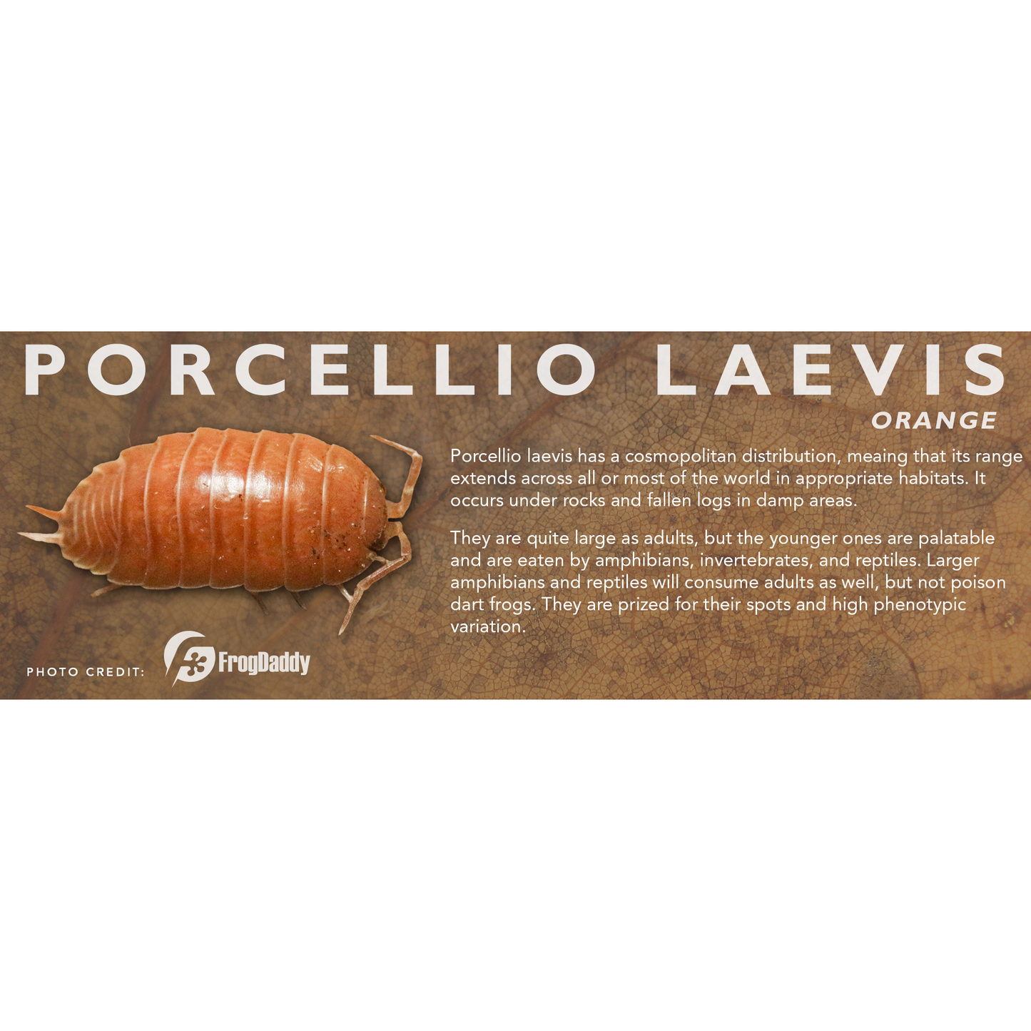 Porcellio laevis - Isopod Label