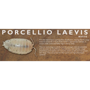 Porcellio laevis - Isopod Label