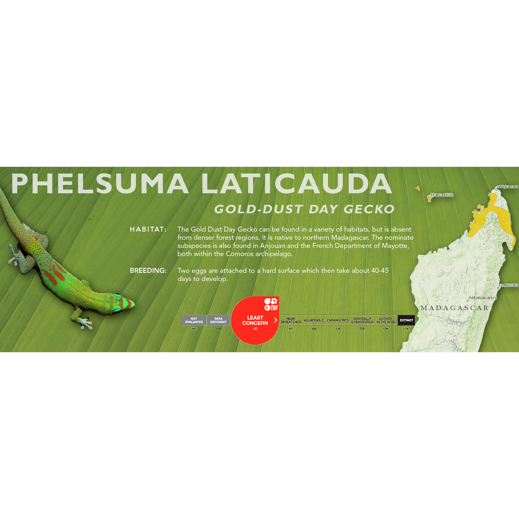 Gold-Dust Day Gecko (Phelsuma laticauda) Standard Vivarium Label