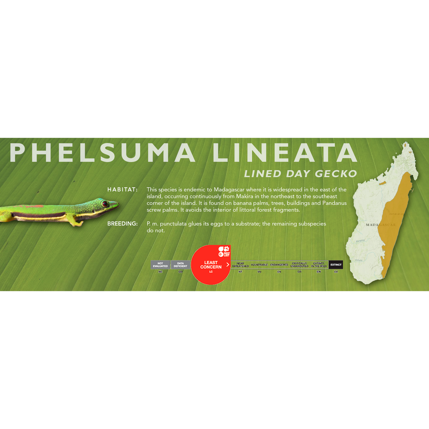 Lined Day Gecko (Phelsuma lineata) Classic Vivarium Label