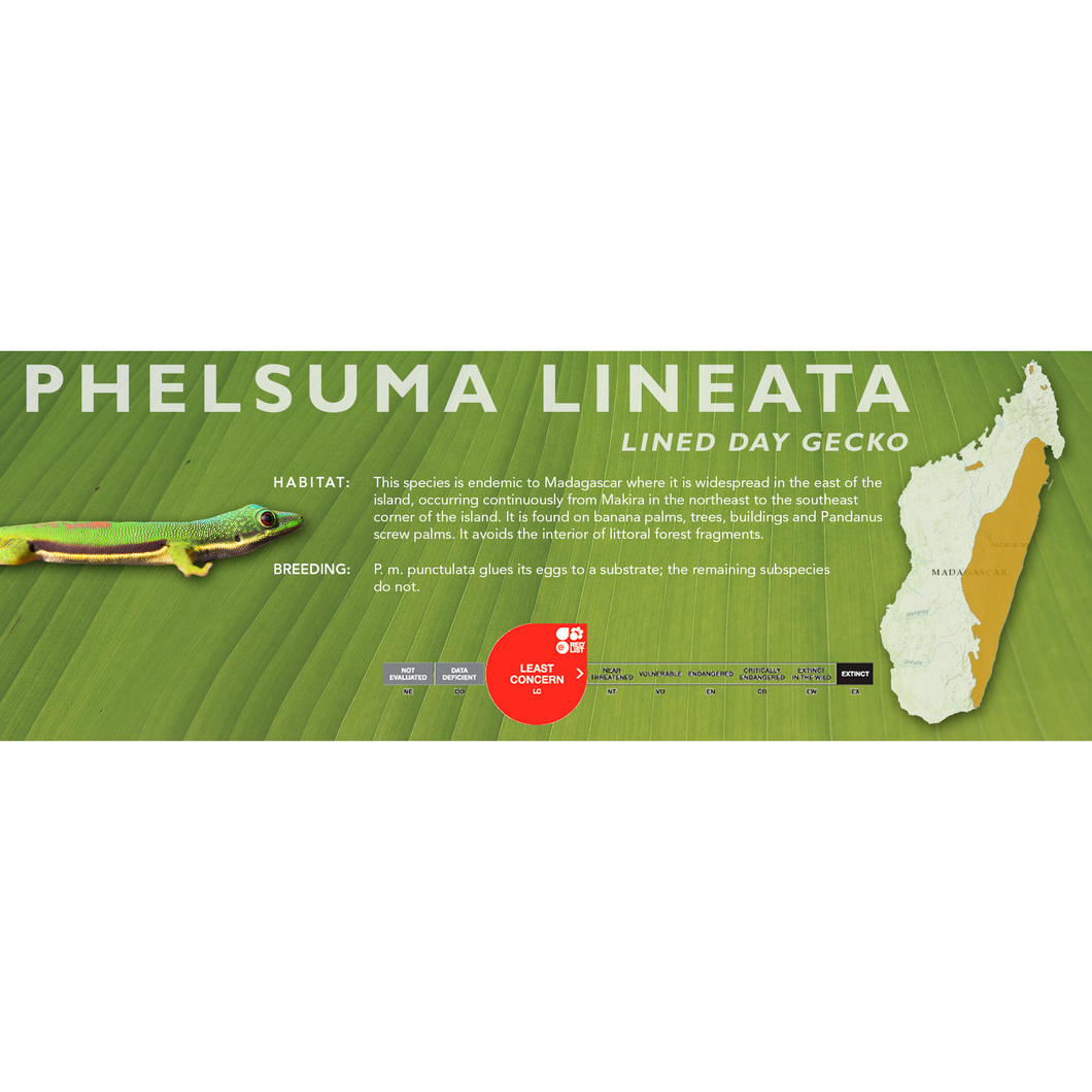 Lined Day Gecko (Phelsuma lineata) Standard Vivarium Label