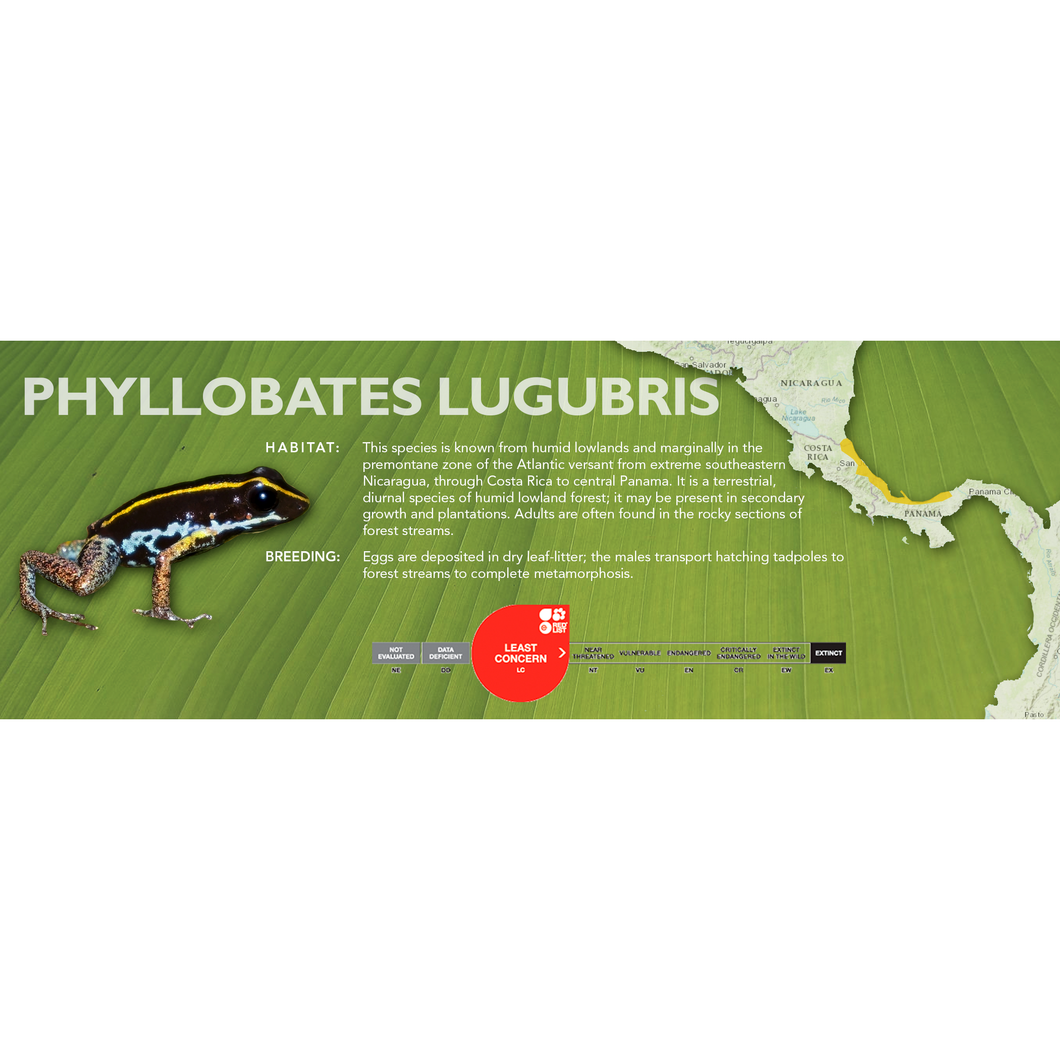 Phyllobates lugubris - Standard Vivarium Label