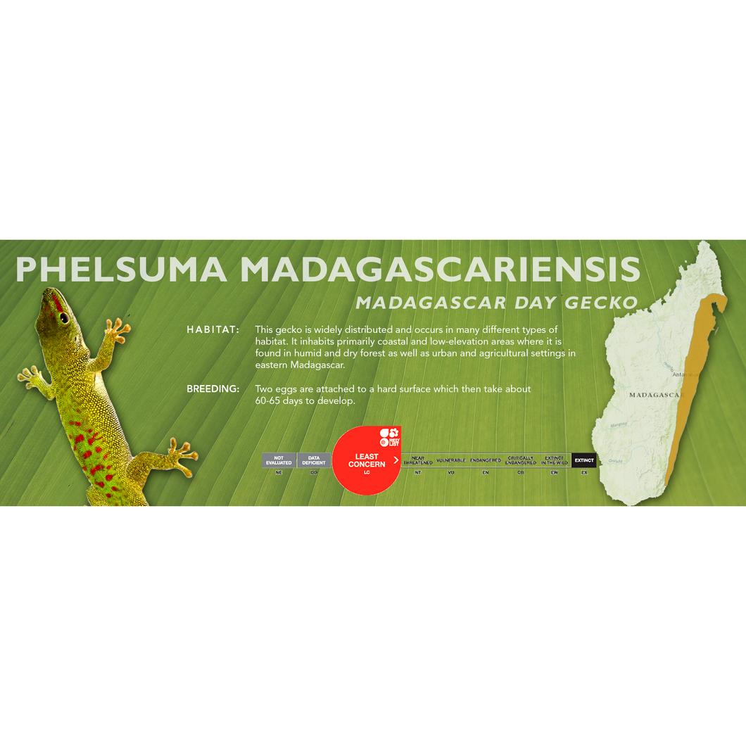 Madagascar Day Gecko (Phelsuma madagascariensis) Standard Vivarium Label