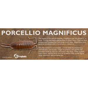 Porcellio magnificus - Isopod Label