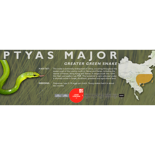 Greater Green Snake (Ptyas major) Classic Vivarium Label