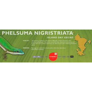 Island Day Gecko (Phelsuma nigristriata) Standard Vivarium Label