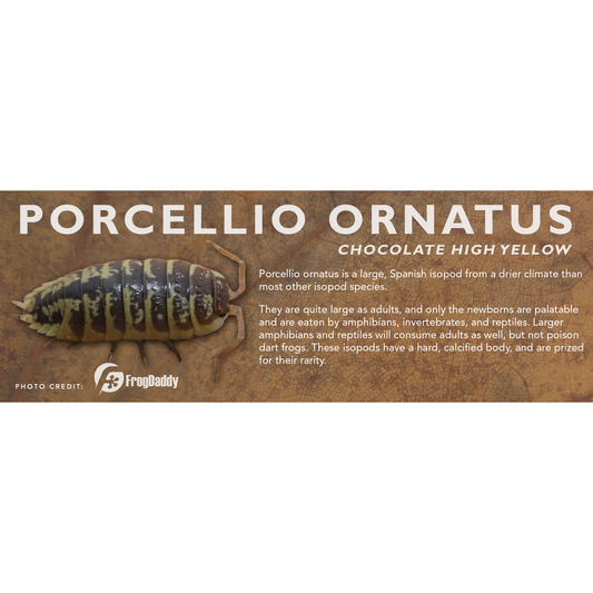Porcellio ornatus - Isopod Label