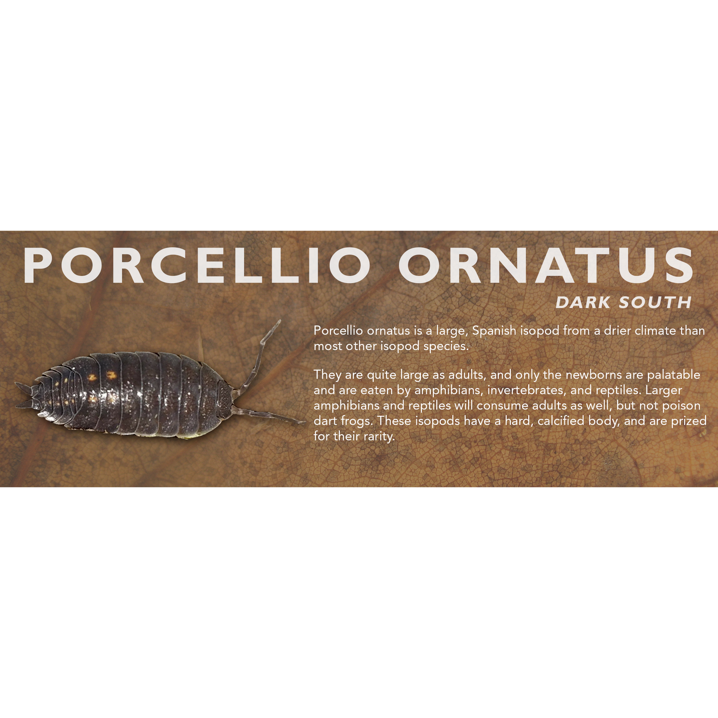 Porcellio ornatus - Isopod Label