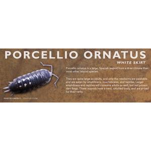 Porcellio ornatus - Isopod Label