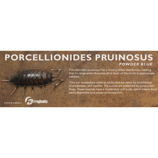 Porcellionides pruinosus - Isopod Label