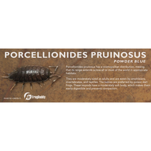 Load image into Gallery viewer, Porcellionides pruinosus - Isopod Label