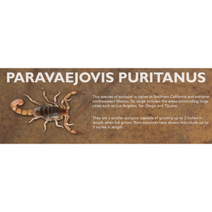 Paravaejovis puritanus - Scorpion Label
