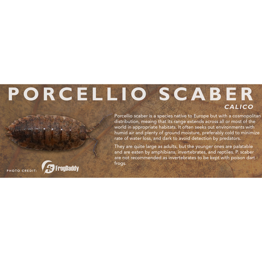 Porcellio scaber - Isopod Label