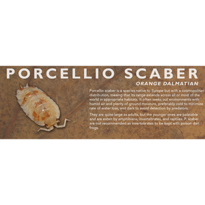 Porcellio scaber - Isopod Label