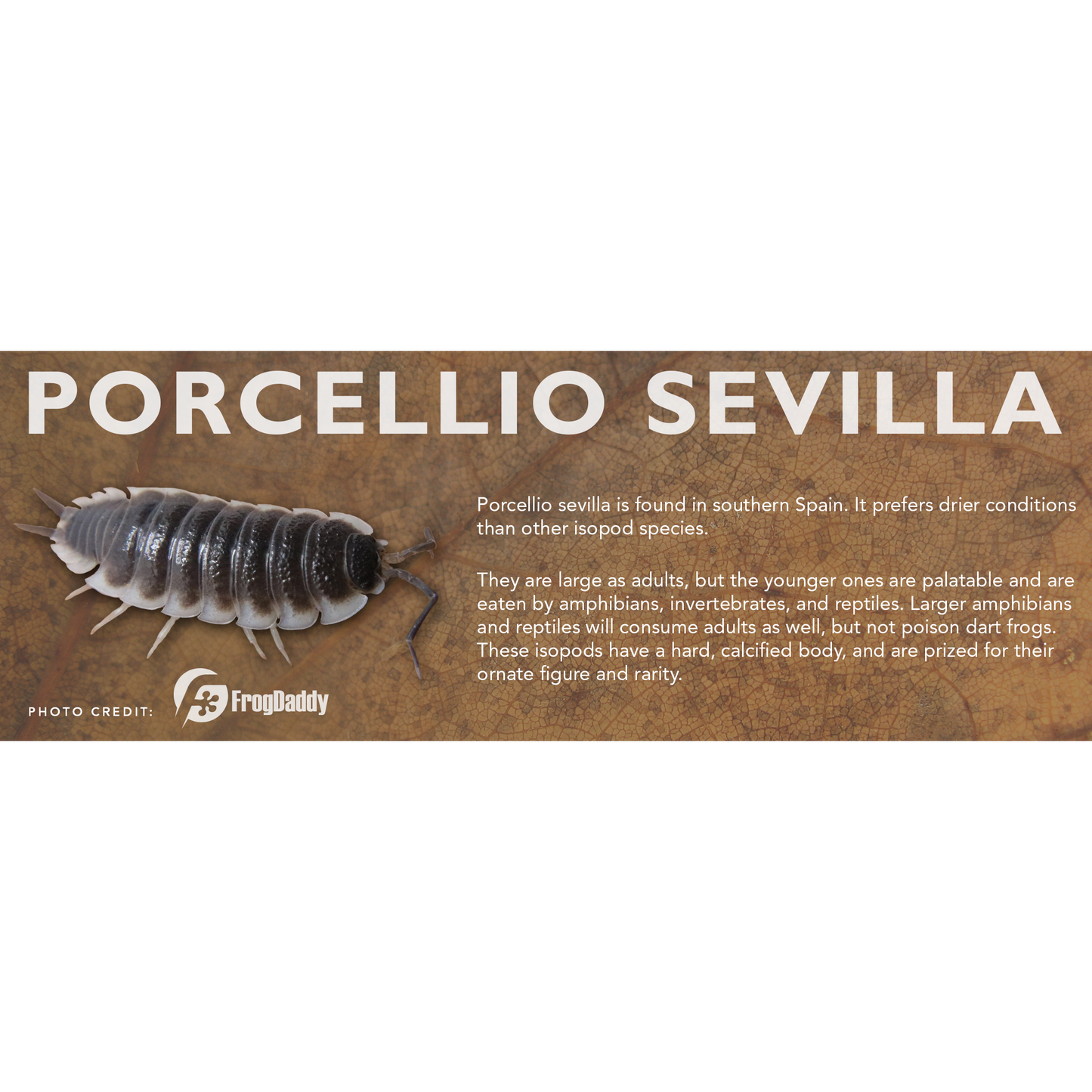 Porcellio sevilla - Isopod Label