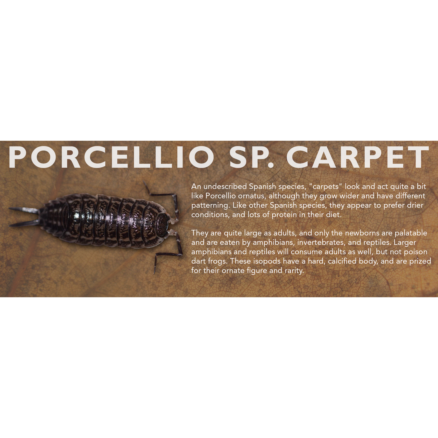 Porcellio sp. "Carpet" - Isopod Label