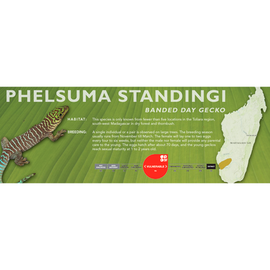 Banded Gecko (Phelsuma standingi) Standard Vivarium Label