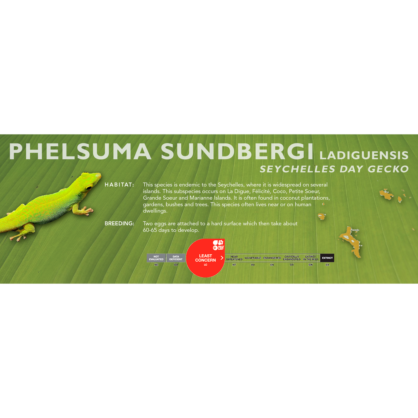 Seychelles Day Gecko (Phelsuma sundbergi) Standard Vivarium Label