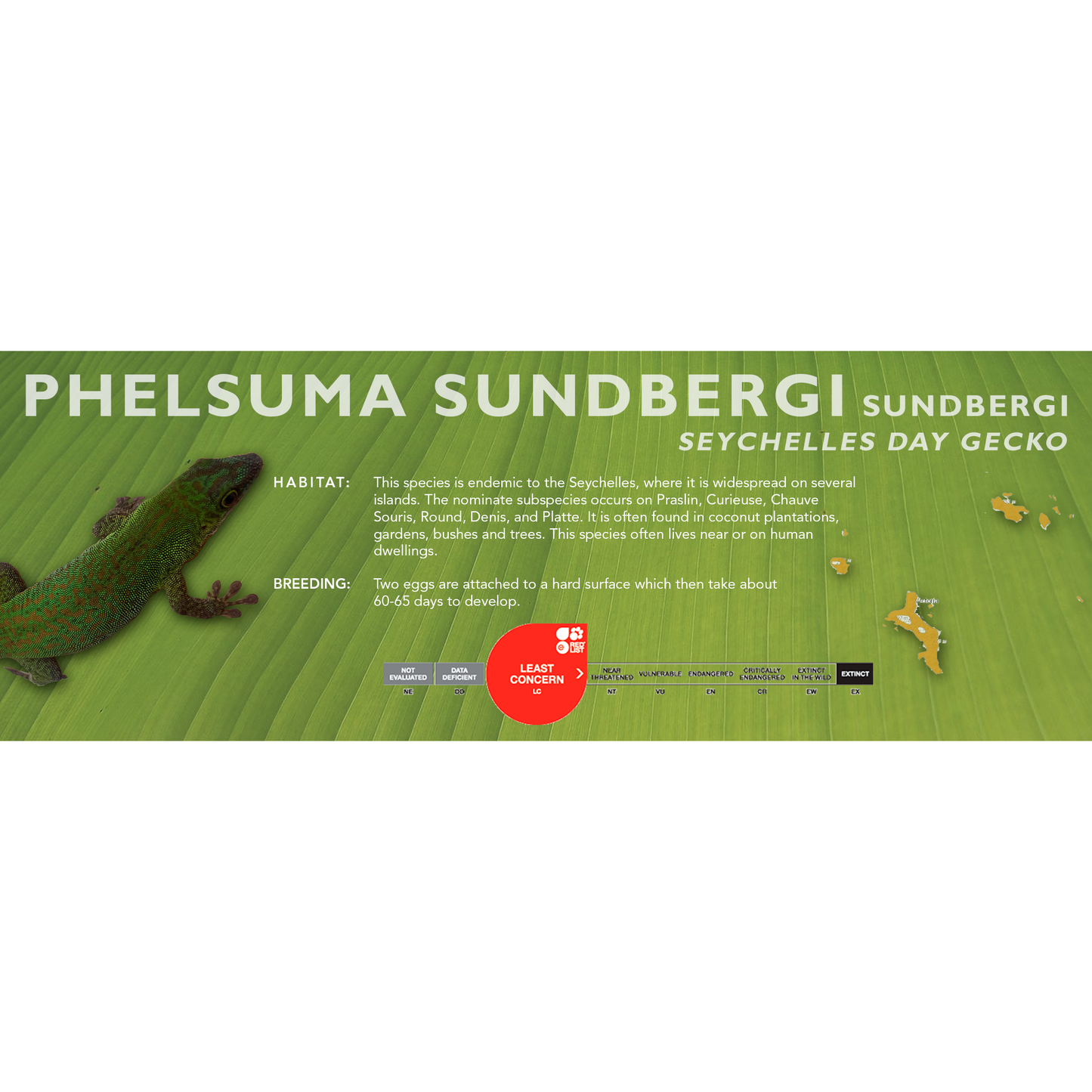 Seychelles Day Gecko (Phelsuma sundbergi) Standard Vivarium Label