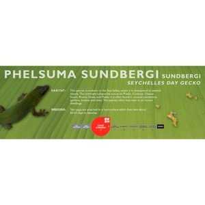 Seychelles Day Gecko (Phelsuma sundbergi) Standard Vivarium Label