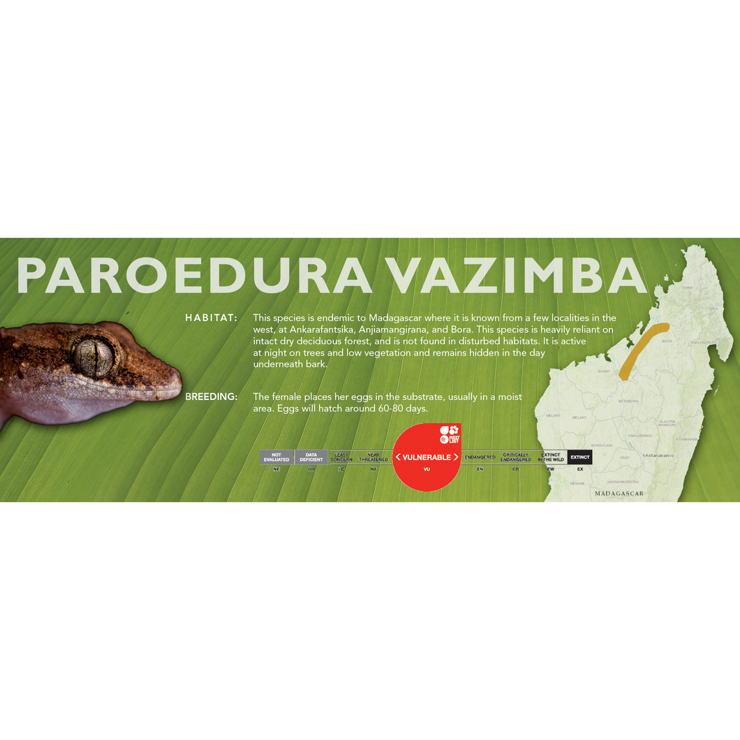 Paroedura vazimba - Standard Vivarium Label
