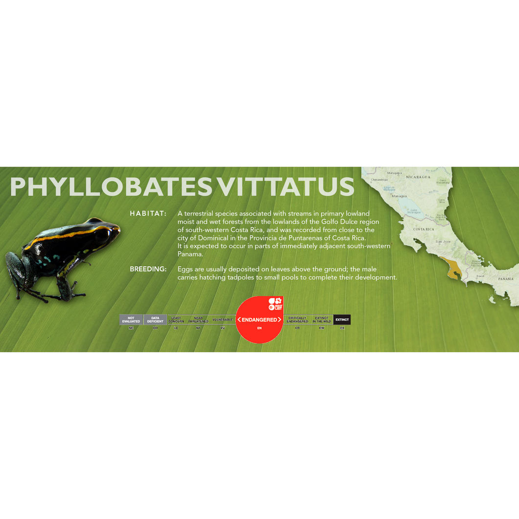Phyllobates vittatus - Standard Vivarium Label