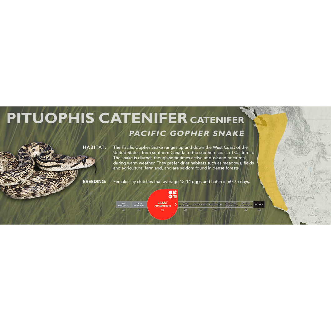 Pacific Gopher Snake (Pituophis catenifer catenifer) Standard Vivarium Label
