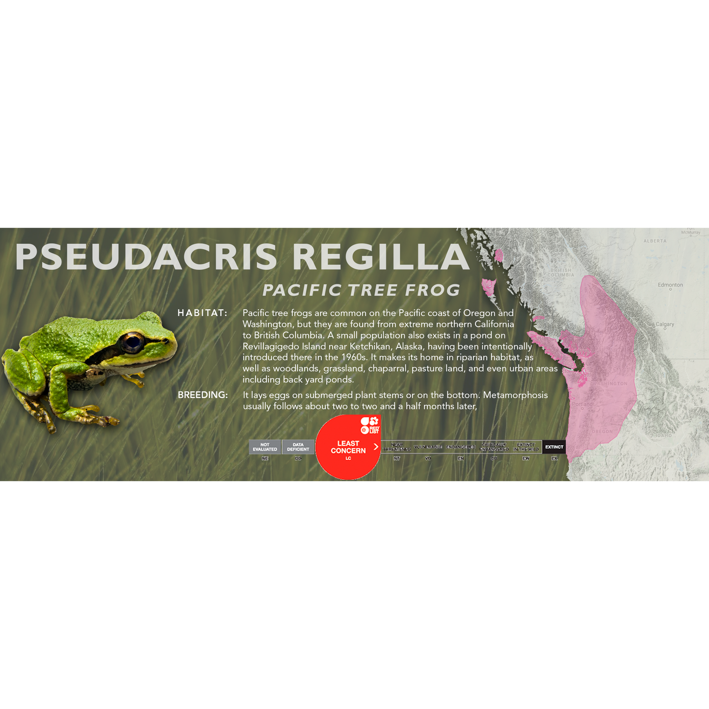 Pacific Tree Frog (Pseudacris regilla) - Classic Vivarium Label