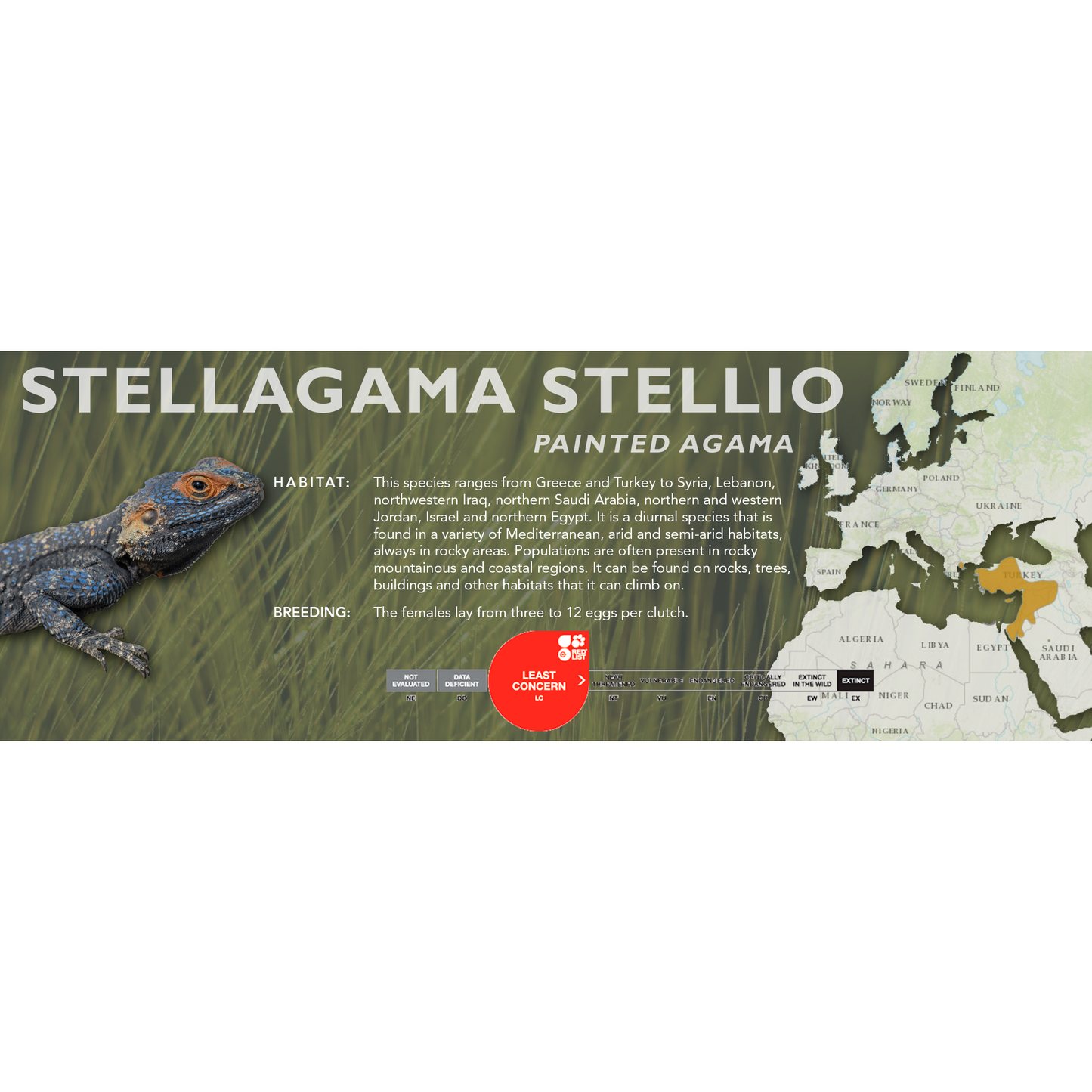 Painted Agama (Stellagama stellio) Standard Vivarium Label