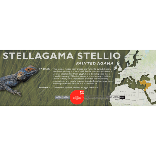 Painted Agama (Stellagama stellio) Classic Vivarium Label