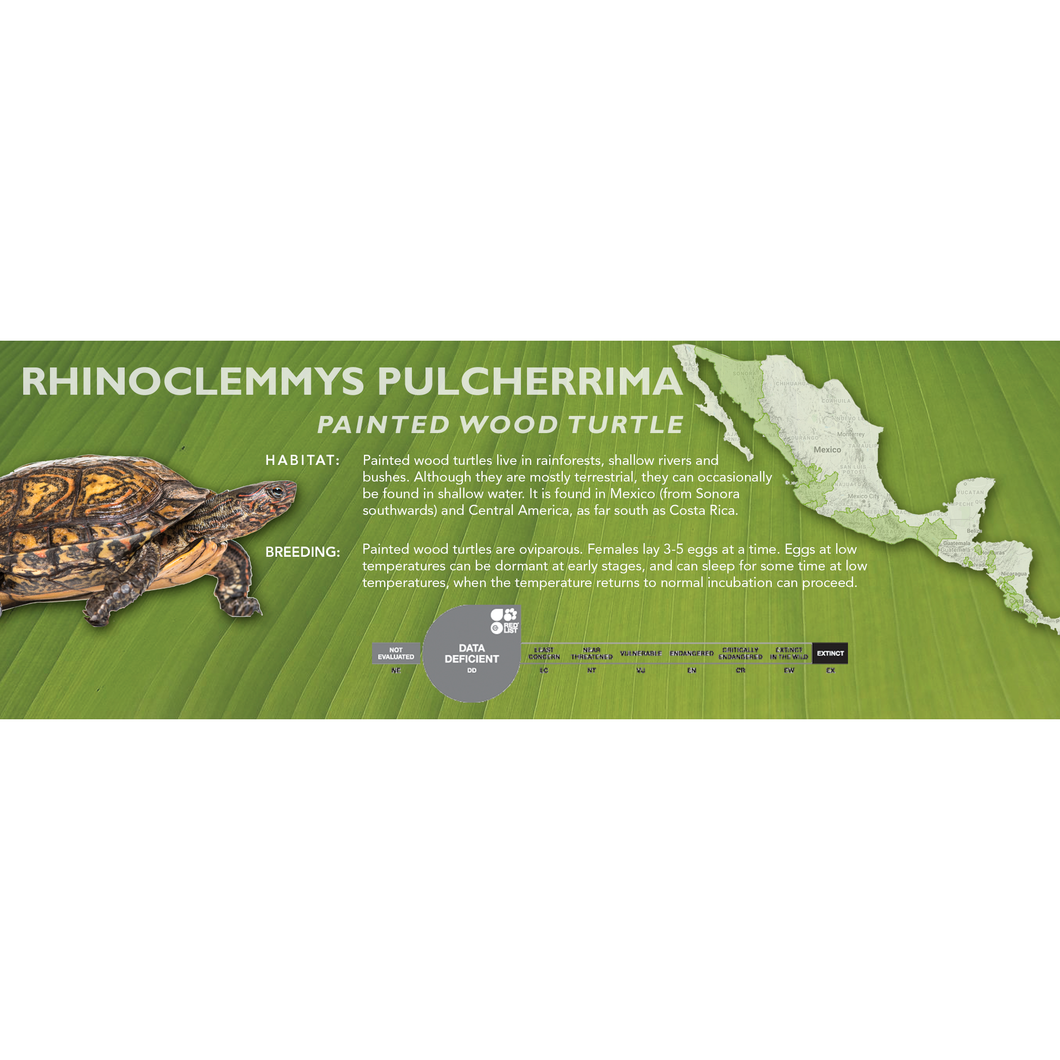 Painted Wood Turtle (Rhinoclemmys pulcherrima) - Standard Vivarium Label