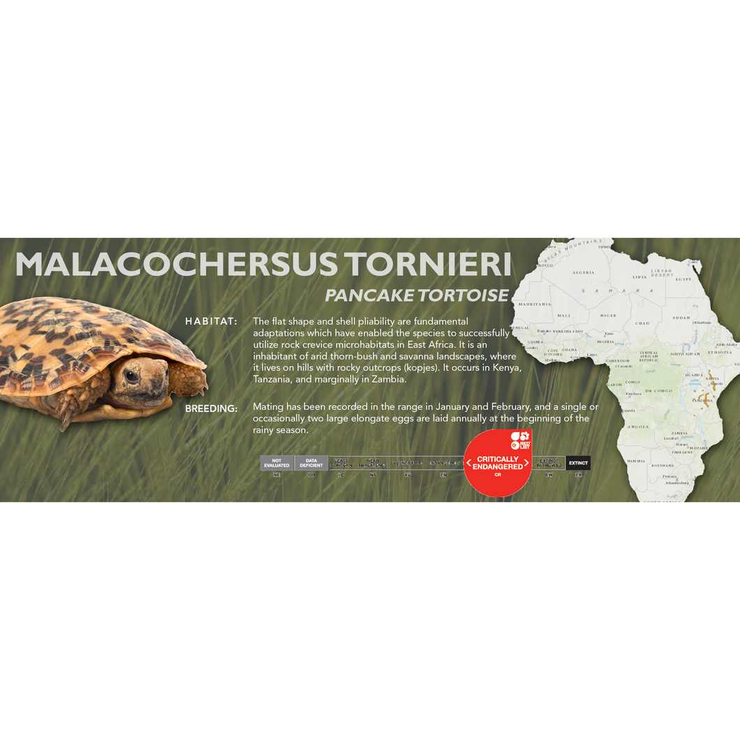 Pancake Tortoise (Malacochersus tornieri) - Standard Vivarium Label
