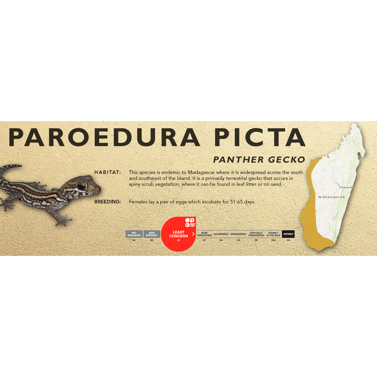 Panther Gecko (Paroedura picta) Classic Vivarium Label