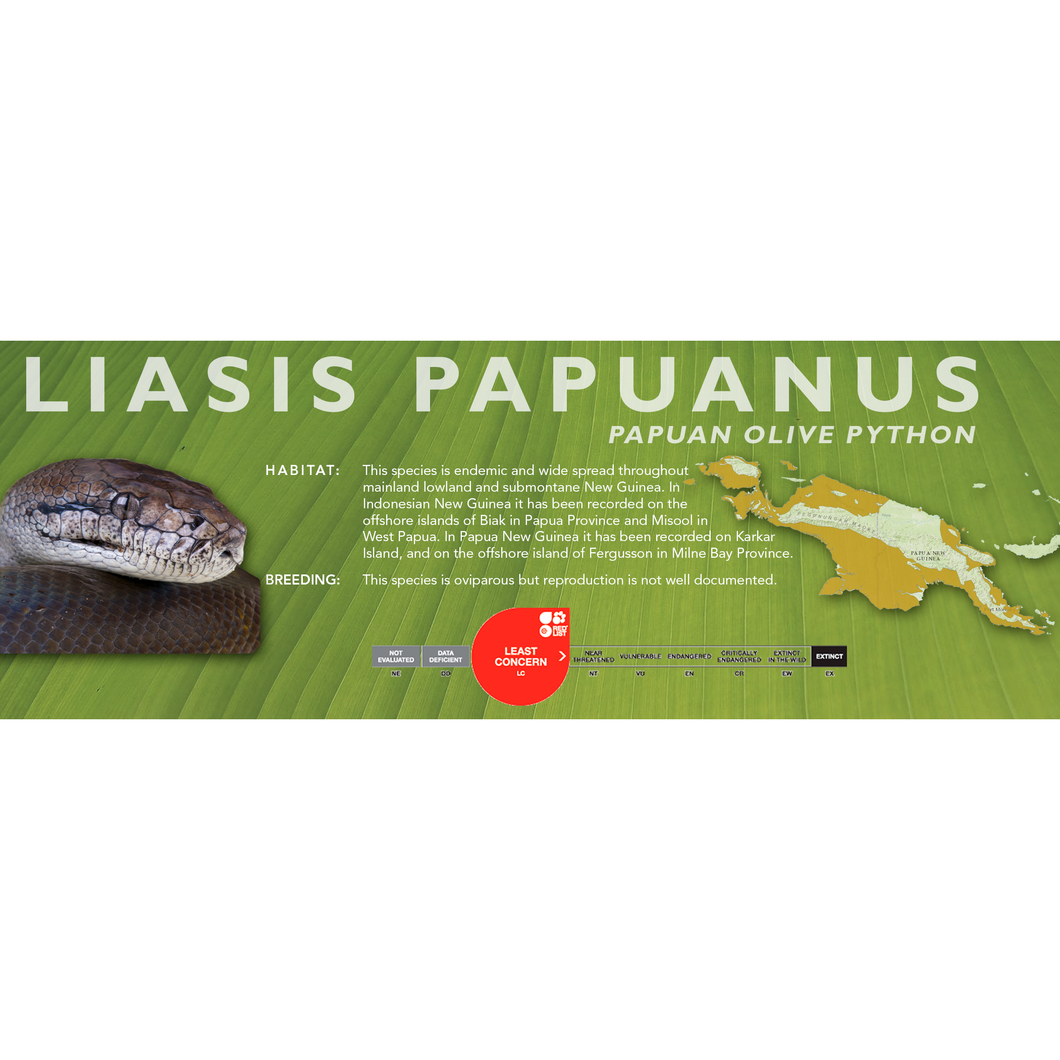 Papuan Olive Python (Liasis papuanus - Apodora papuana) Standard Vivarium Label