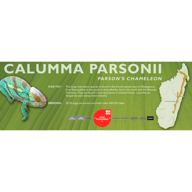 Parson's Chameleon (Calumma parsonii) Standard Vivarium Label