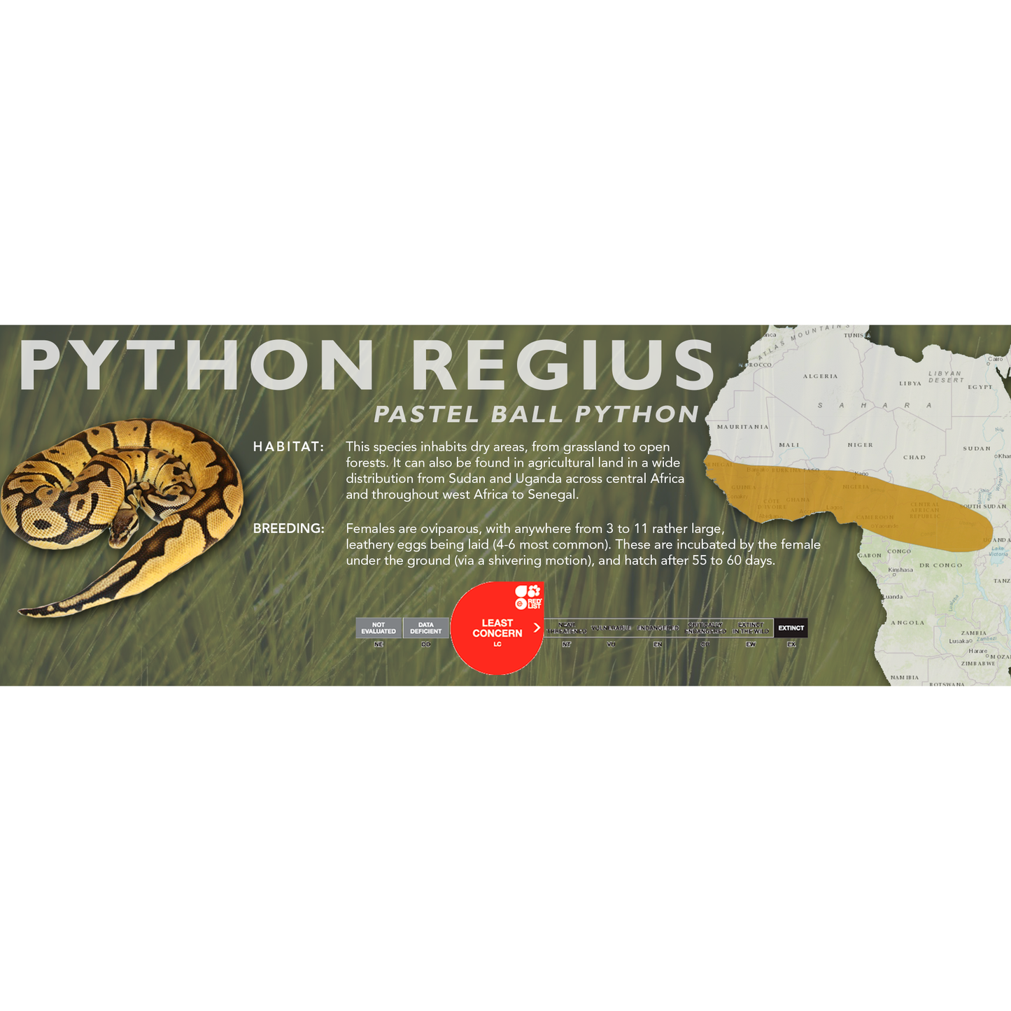 Ball Python (Python regius) Classic Vivarium Label