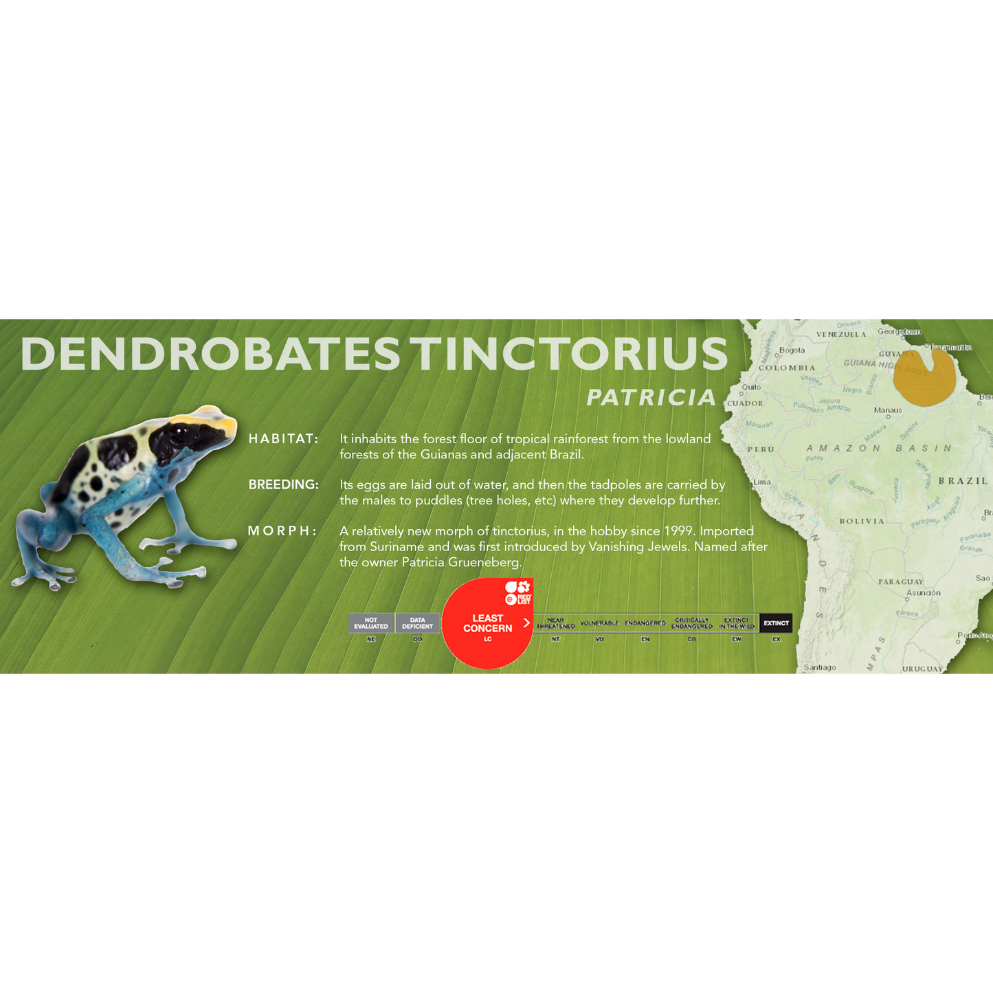 Dendrobates tinctorius - Standard Vivarium Label