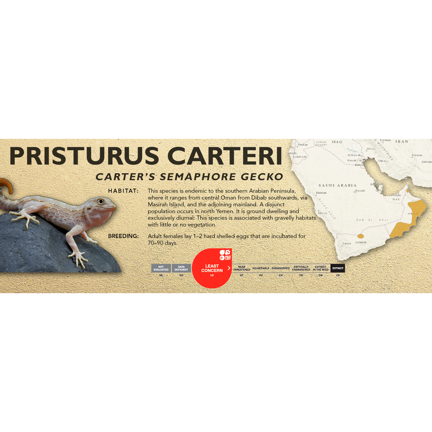 Carter’s Semaphore Gecko (Pristurus carteri) Classic Vivarium Label