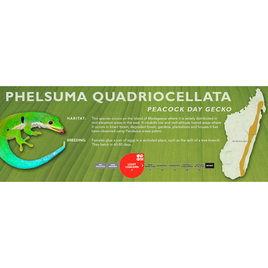 Peacock Day Gecko (Phelsuma quadriocellata) Classic Vivarium Label