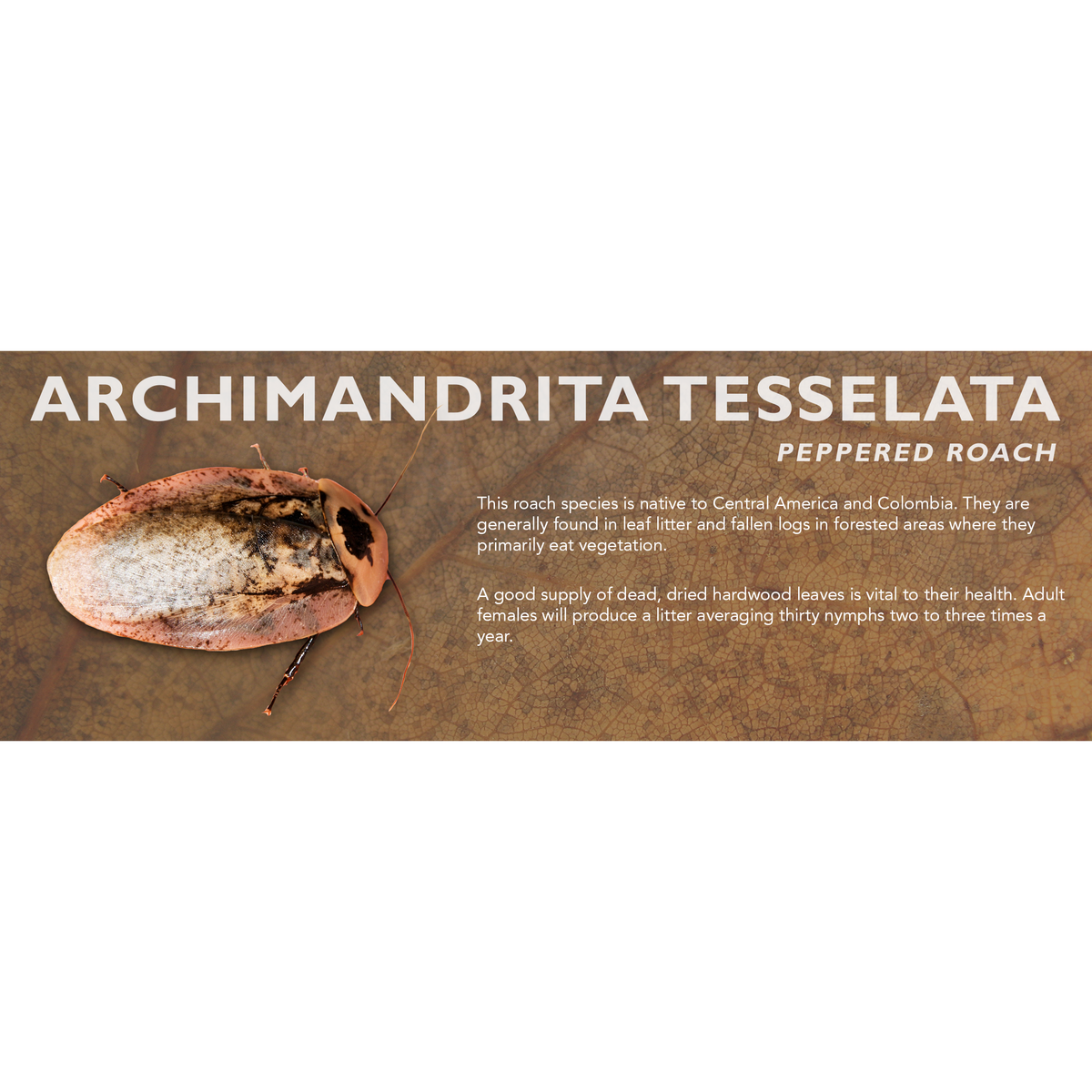 Roaches Label Archimandrita tesselata (Peppered Roach) - Roach Label – Cloud Forest ...