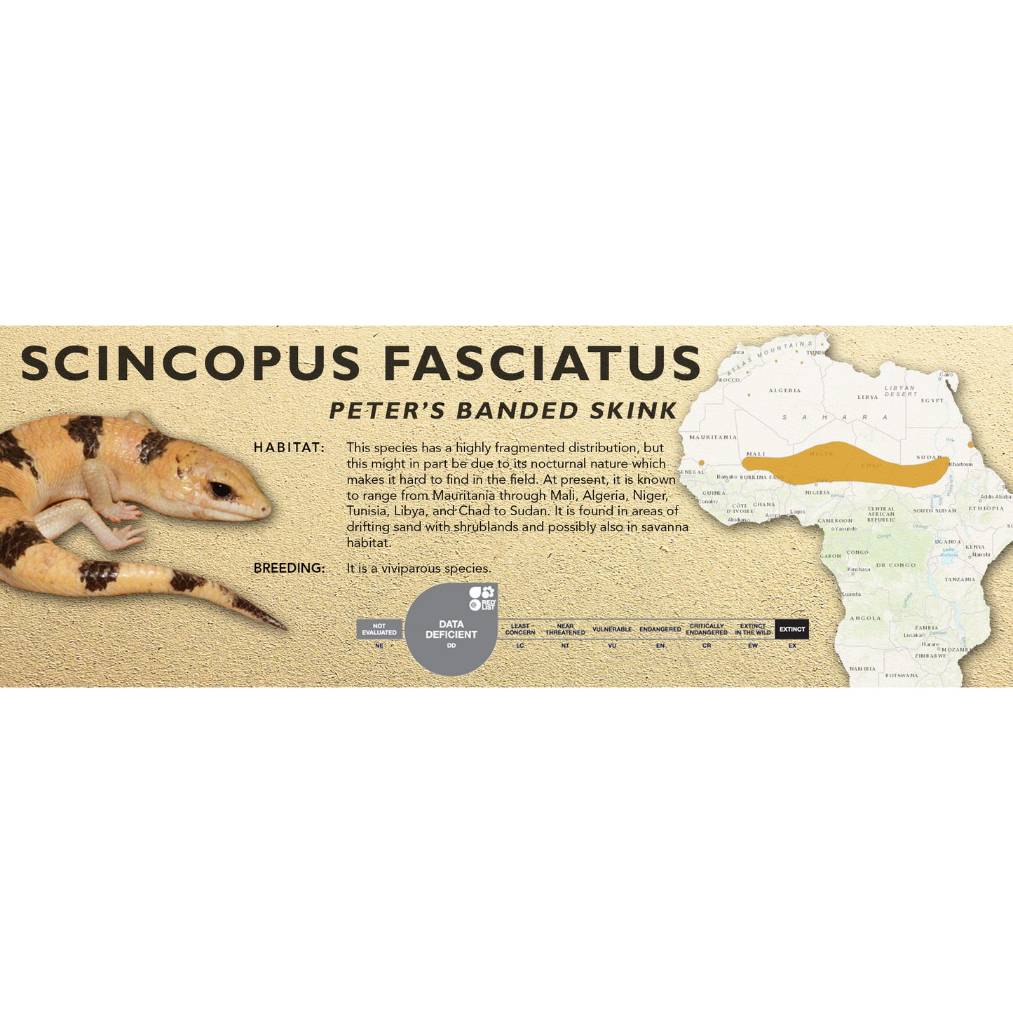 Peter's Banded Skink (Scincopus fasciatus) Classic Vivarium Label