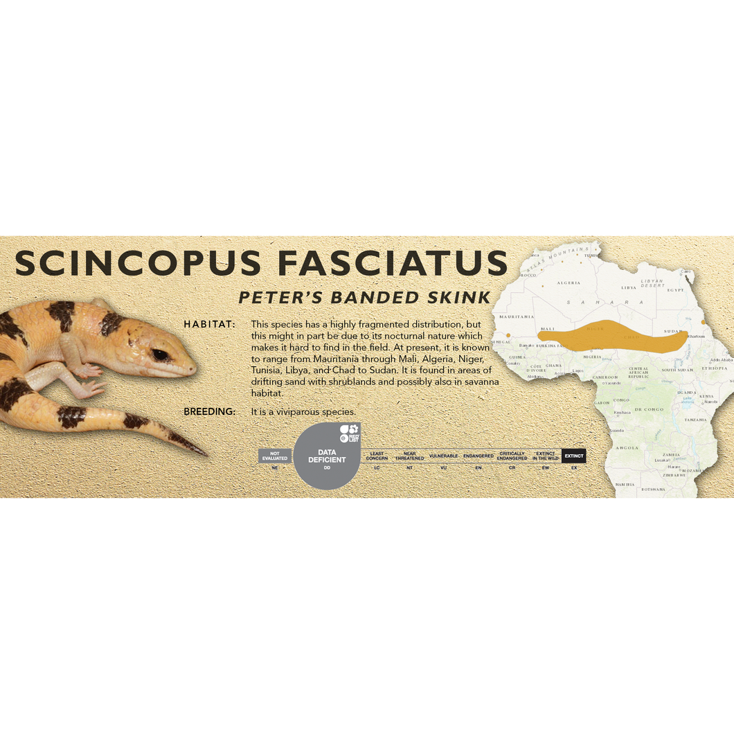 Peter's Banded Skink (Scincopus fasciatus) Standard Vivarium Label