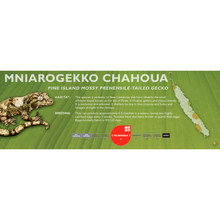 Load image into Gallery viewer, Mossy Prehensile-Tailed Gecko (Mniarogekko chahoua) Standard Vivarium Label