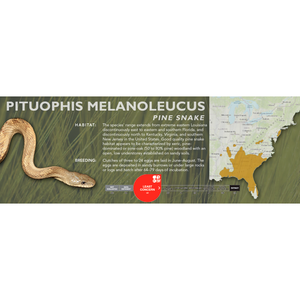 Pine Snake (Pituophis melanoleucus) Standard Vivarium Label